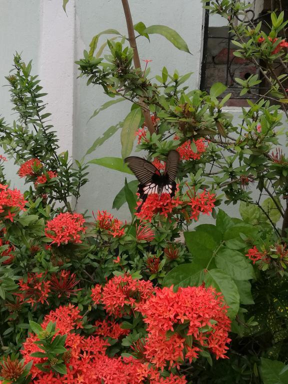 לואנג פרבאנג Viradesa Guesthouse מראה חיצוני תמונה